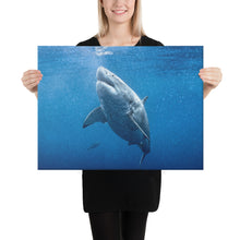 Great White Goals Holiday Canvas