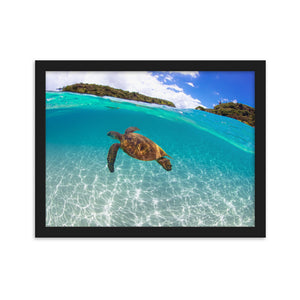 Turtle Framed matte paper poster