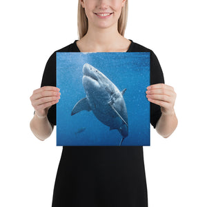 Great White Goals Holiday Canvas