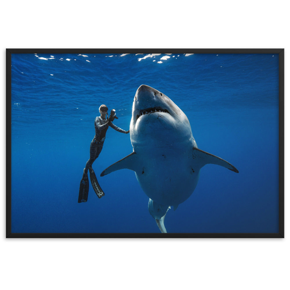 Coexist. Iconic historical photo by @JuanSharks of Ocean Ramsey with the largest Great White shark in the world.  Framed matte paper poster