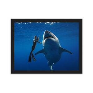 Coexist. Iconic historical photo by @JuanSharks of Ocean Ramsey with the largest Great White shark in the world.  Framed matte paper poster