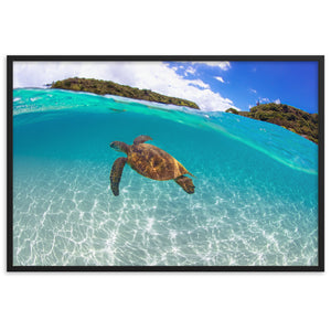 Turtle Framed matte paper poster