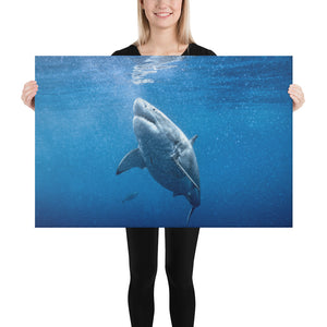 Great White Goals Holiday Canvas