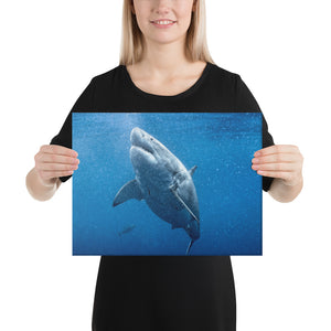 Great White Goals Holiday Canvas