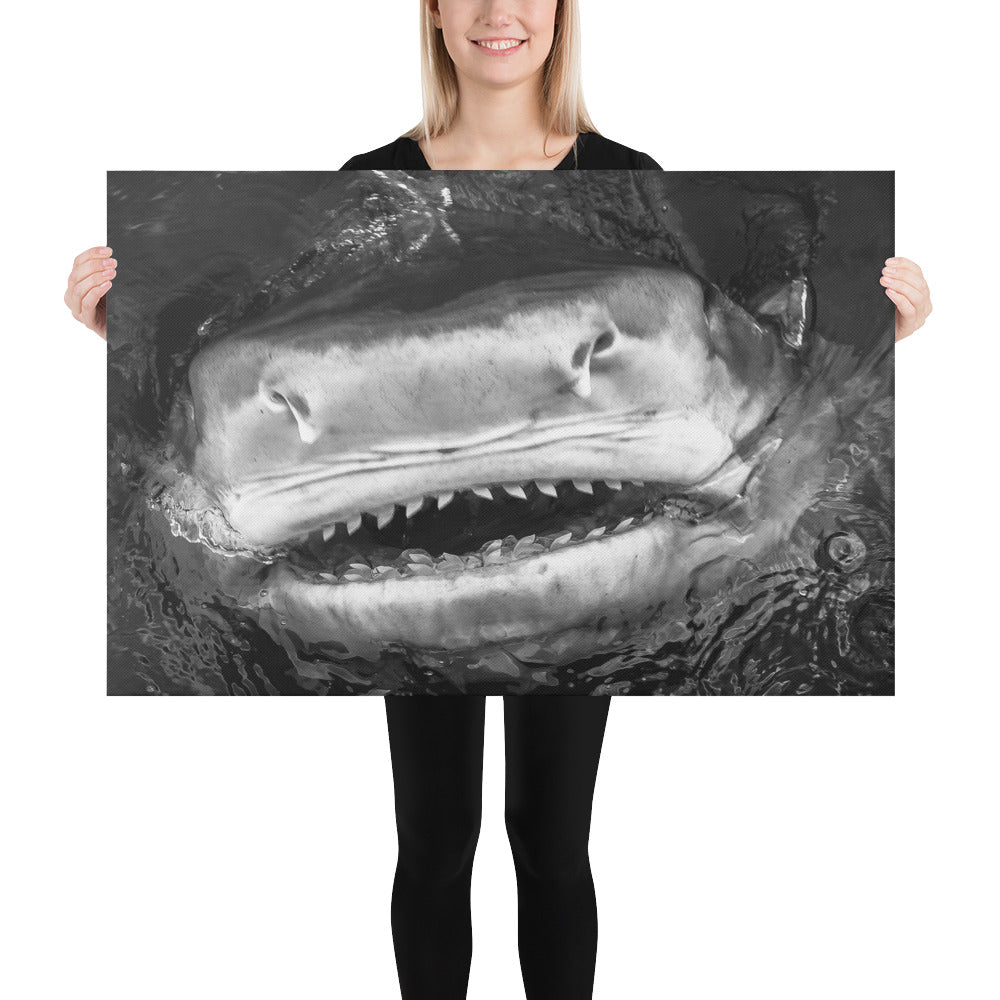 Shark Smile Canvas by @JuanSharks