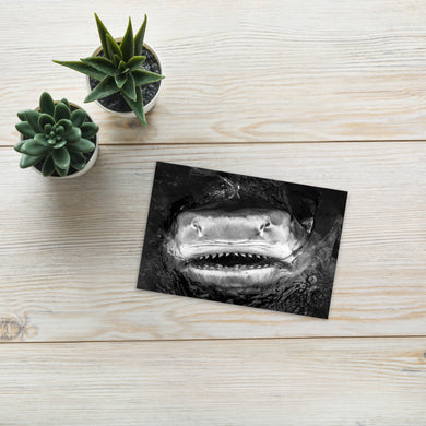 Send a Shark Smile Standard Postcard
